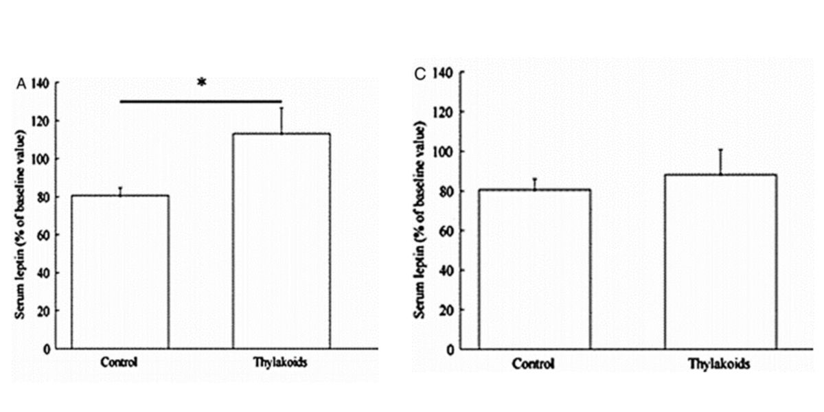 Tilacoids consumption