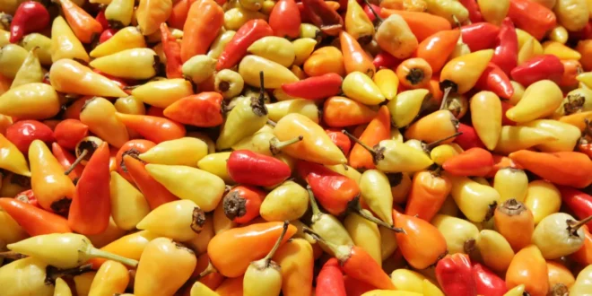 Benefits of Capsaicin for weight loss and reducing joint pain