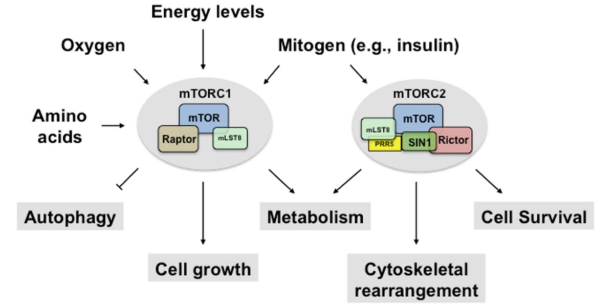 Activation MTOR