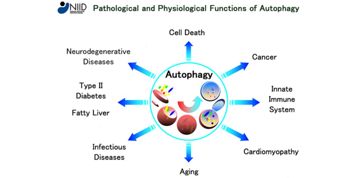 Autophagy