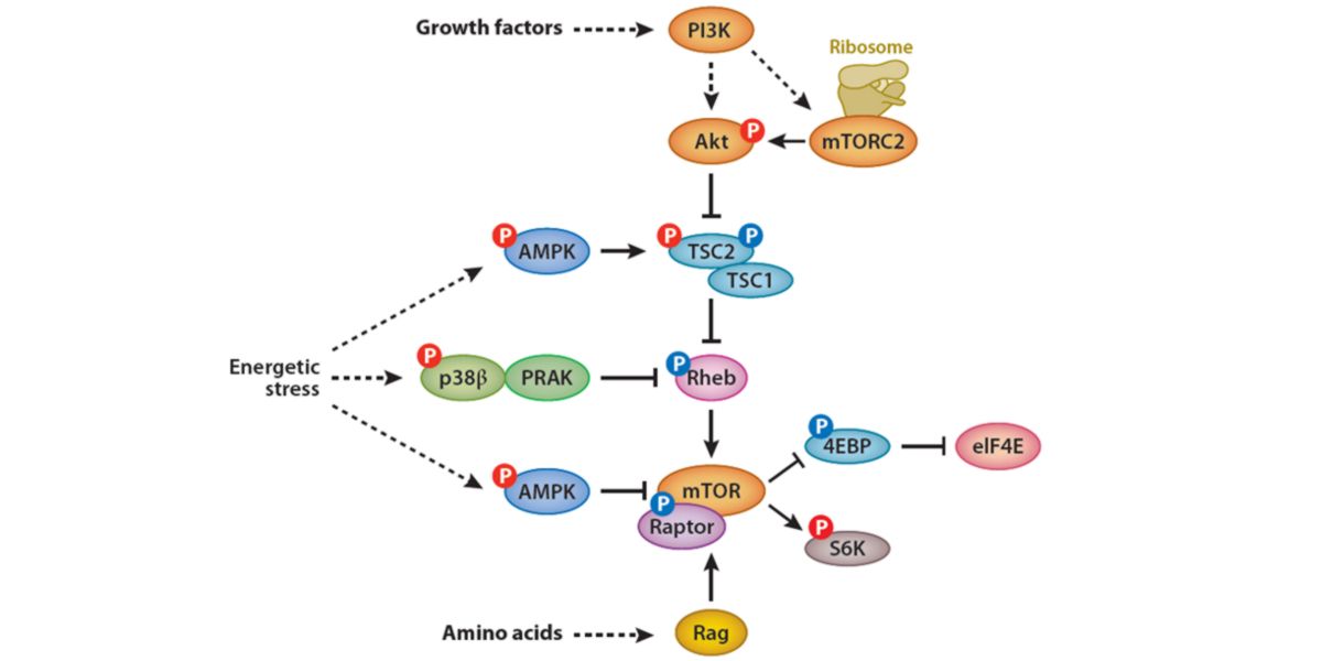 Biomolecular relationship