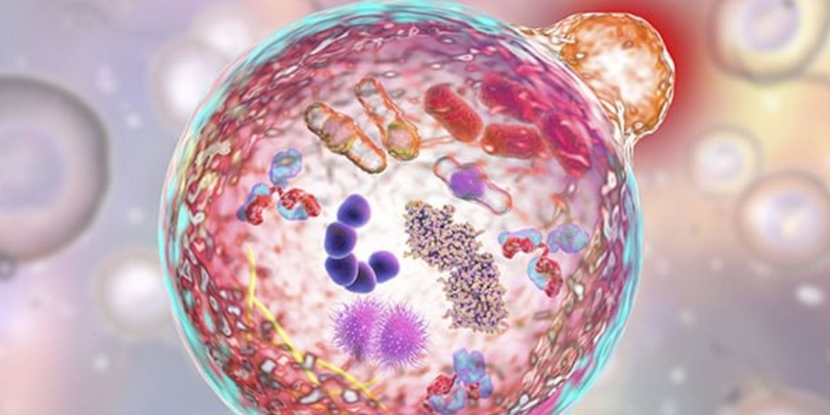 Cell