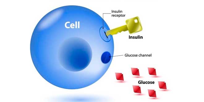 Insulin