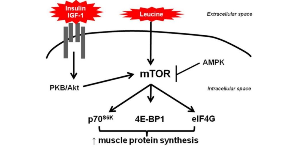 AMPK and mTOR – Everything You Need to Know | HSN
