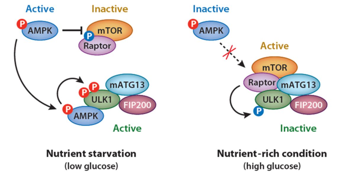 Phosphorylation