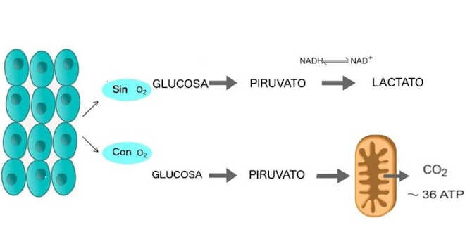 Glycolysis process