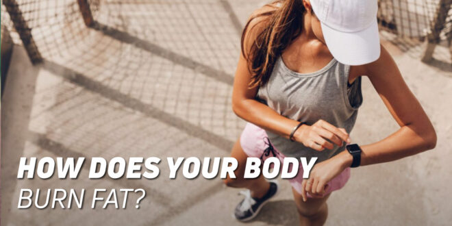 How Does Your Body Burn Fat?