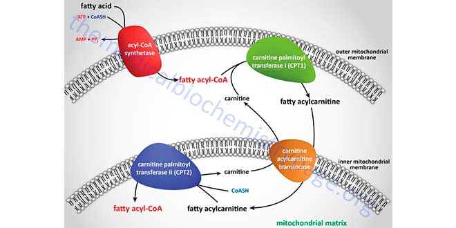 Fatty acids