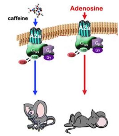 Caffeine adenosine Caffeine adenosine