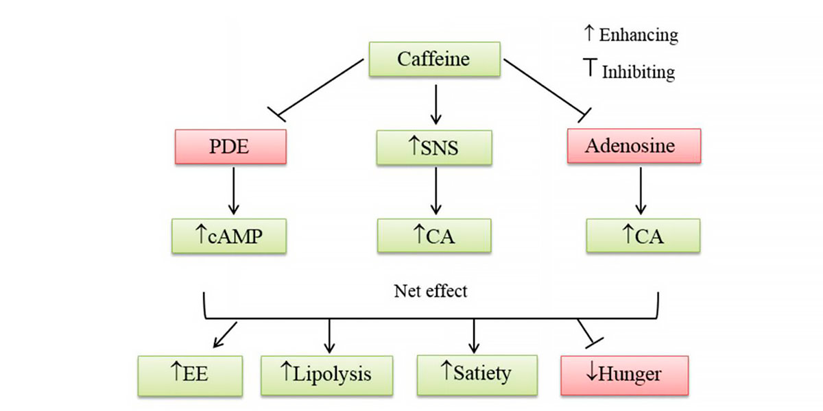 Lipolysis diagram Lipolysis diagram
