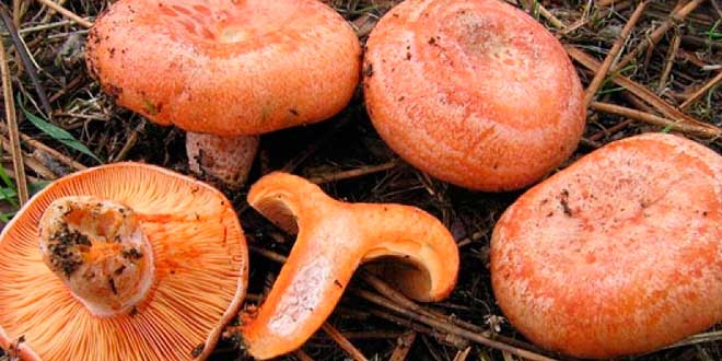 Milk cap or lactarius deliciosus Milk cap or lactarius deliciosus