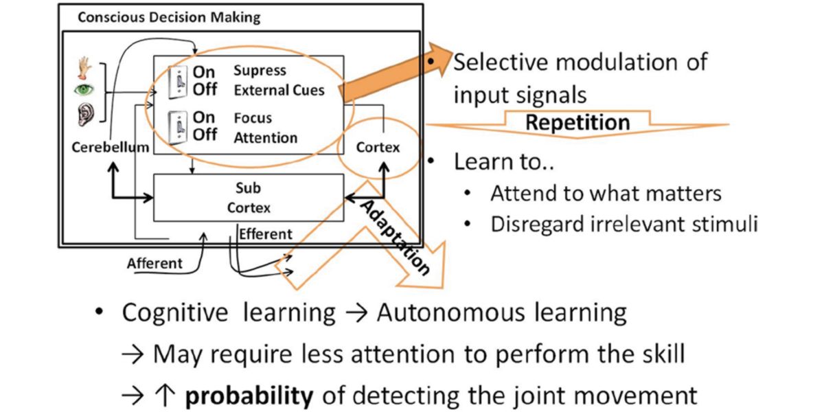 Effects of training on nerve plasticity Effects of training on nerve plasticity
