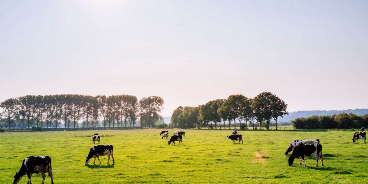 Free range cows Free range cows