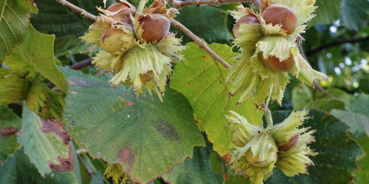 Hazelnut Hazelnut