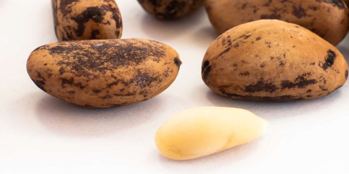 Pine nuts Pine nuts