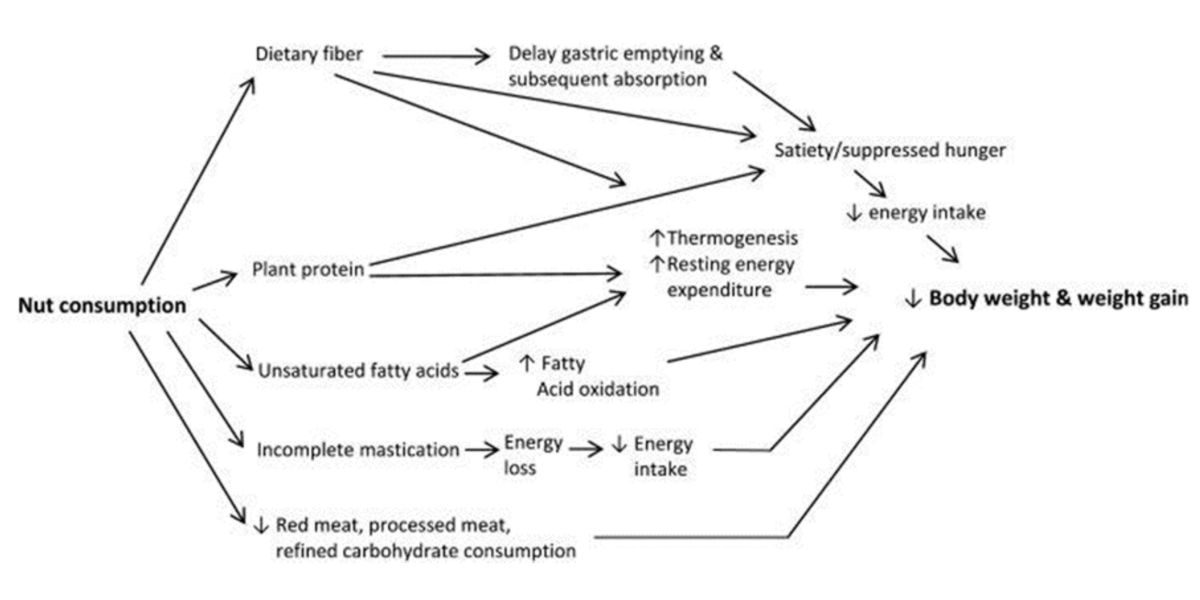 Proposed mechanisms nuts Proposed mechanisms nuts
