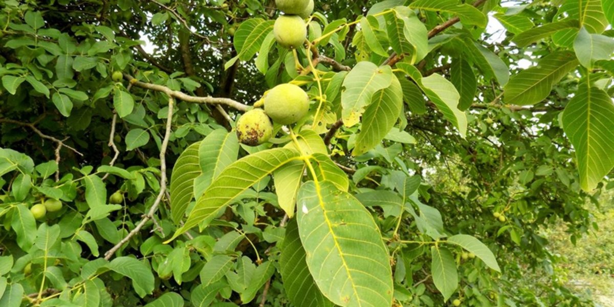 Walnut Walnut
