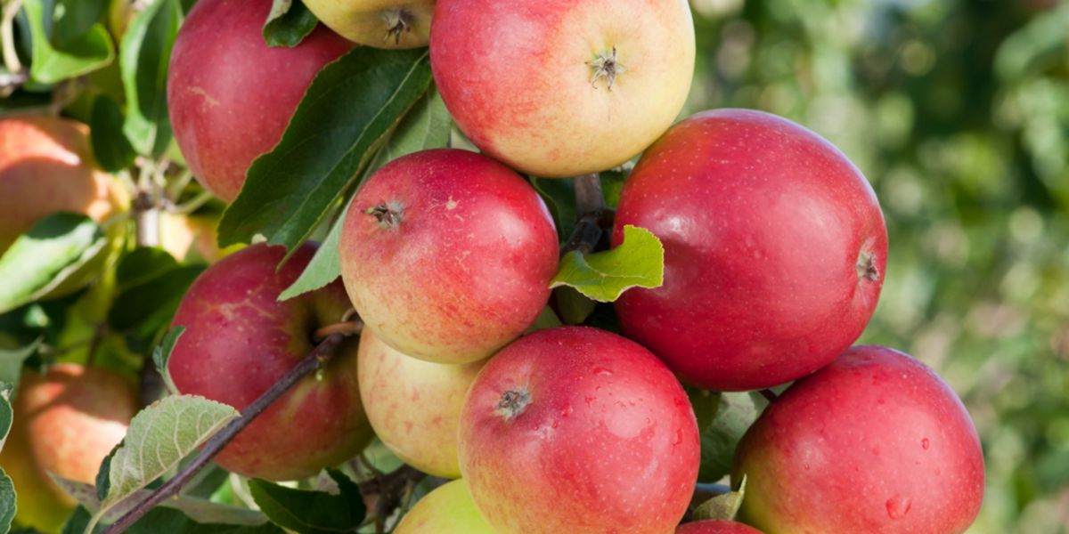 Apple tree