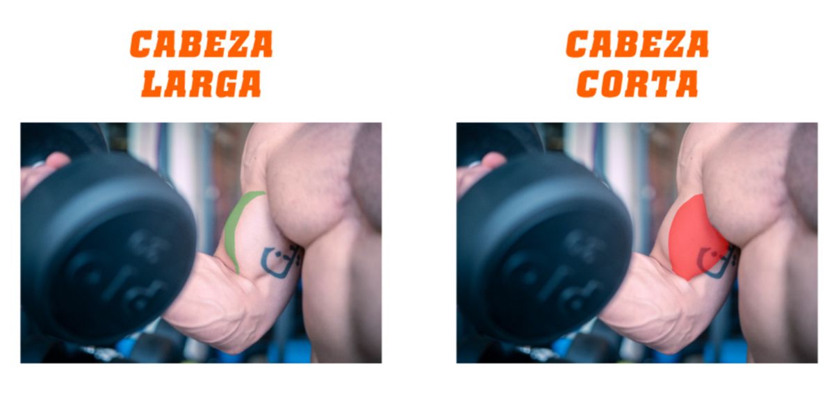 Biceps - bicep and tricep exercises Biceps - bicep and tricep exercises