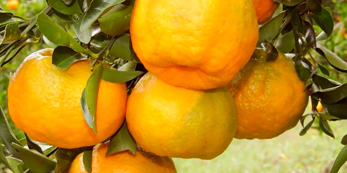 Orange organic - eco and bio foods