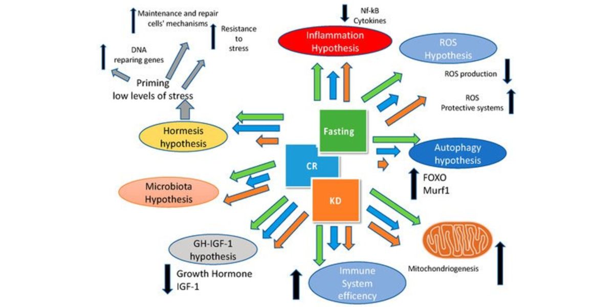 Are Keto and Fasting compatible?
