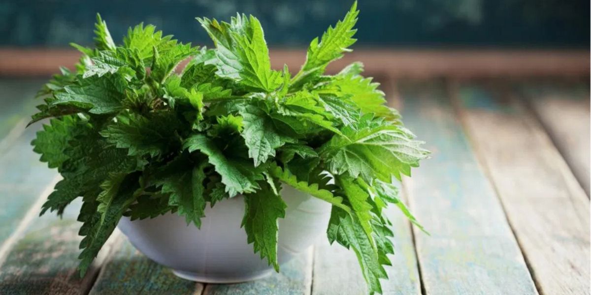 Nettle Root Extract: Uses and Benefits of this Healing Plant