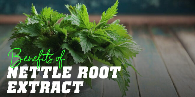 Nettle root extract: why include it in your supplementation plan?