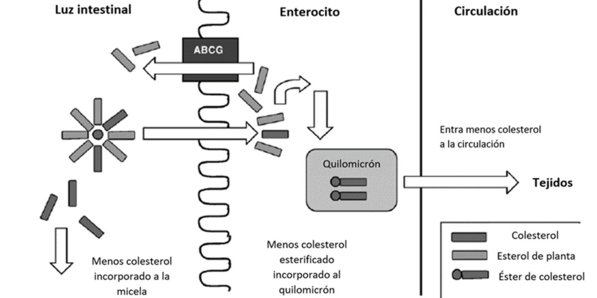 Phytosterols 
