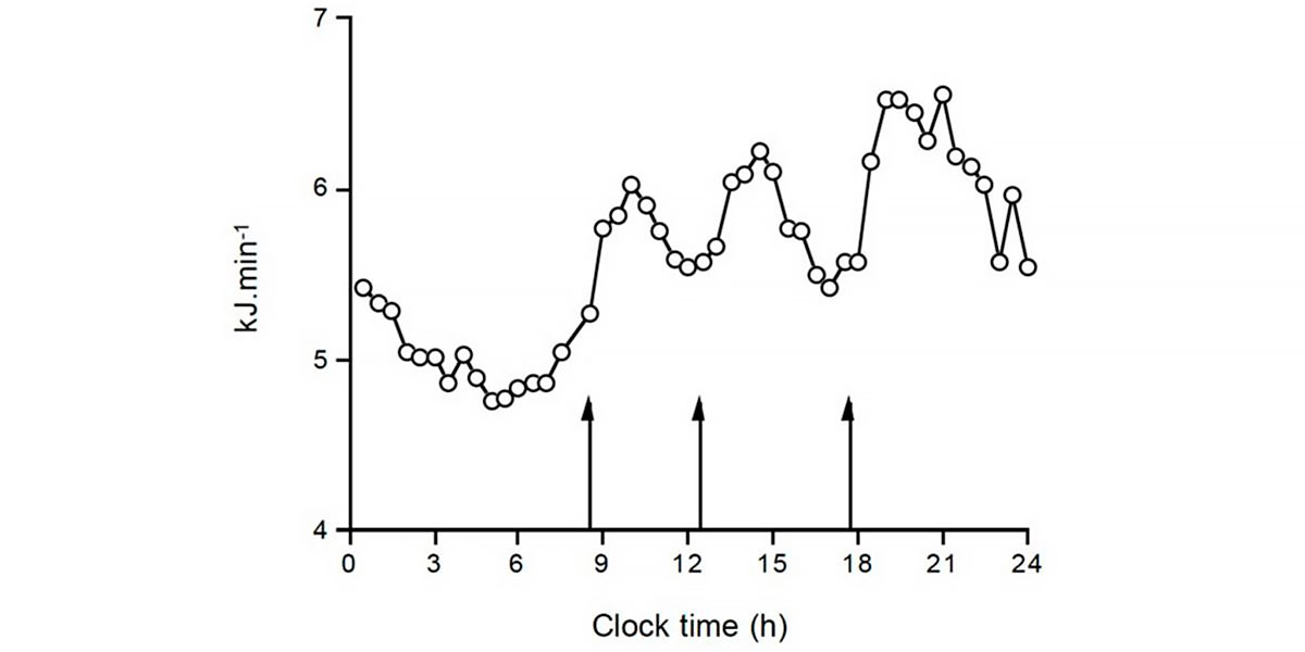 Fluctuation of energy expenditure