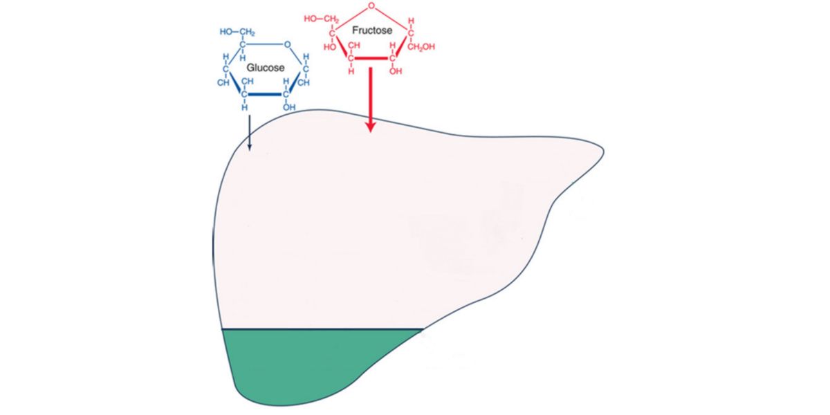 Glucose and Fructose