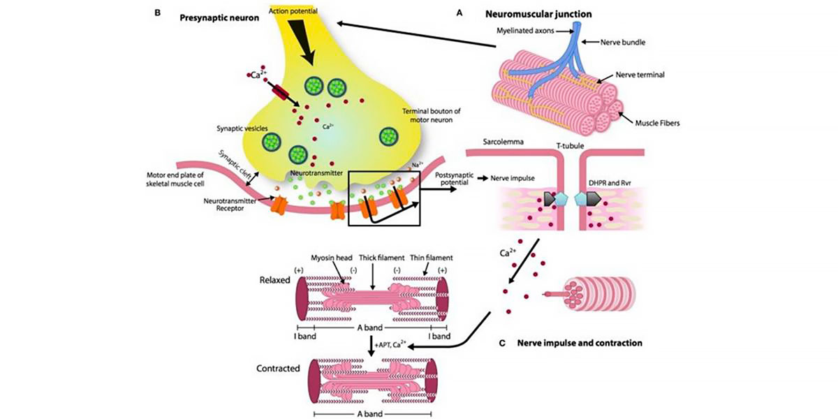 Muscle contraction mechanism