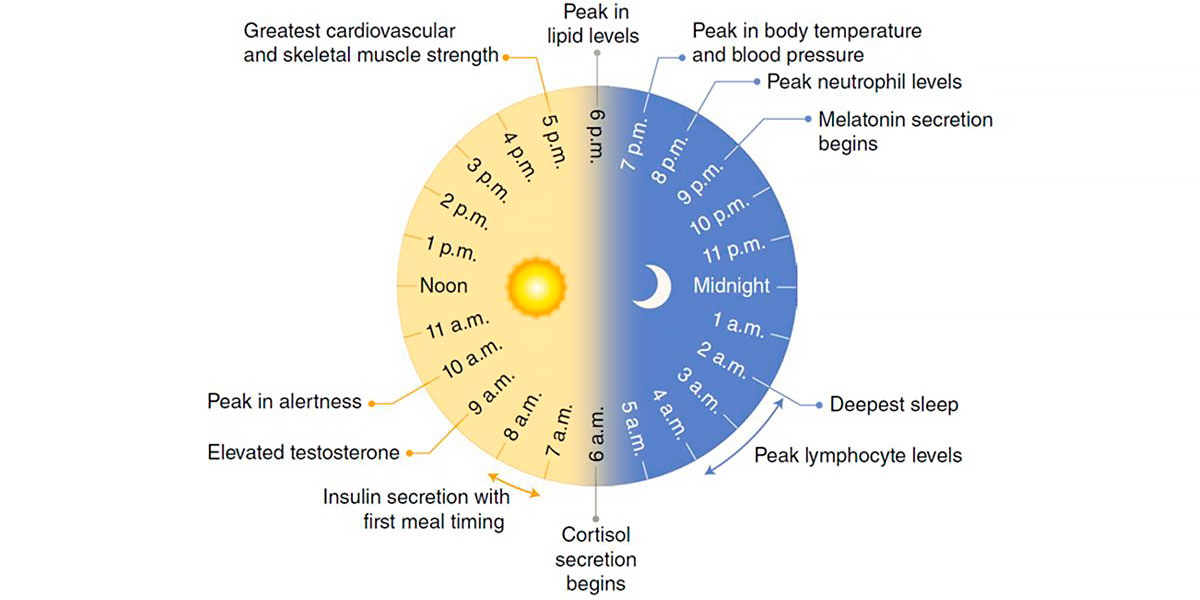 Structure of circadian rhythms. Best time to train