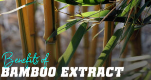 Benefits of Bamboo Extract