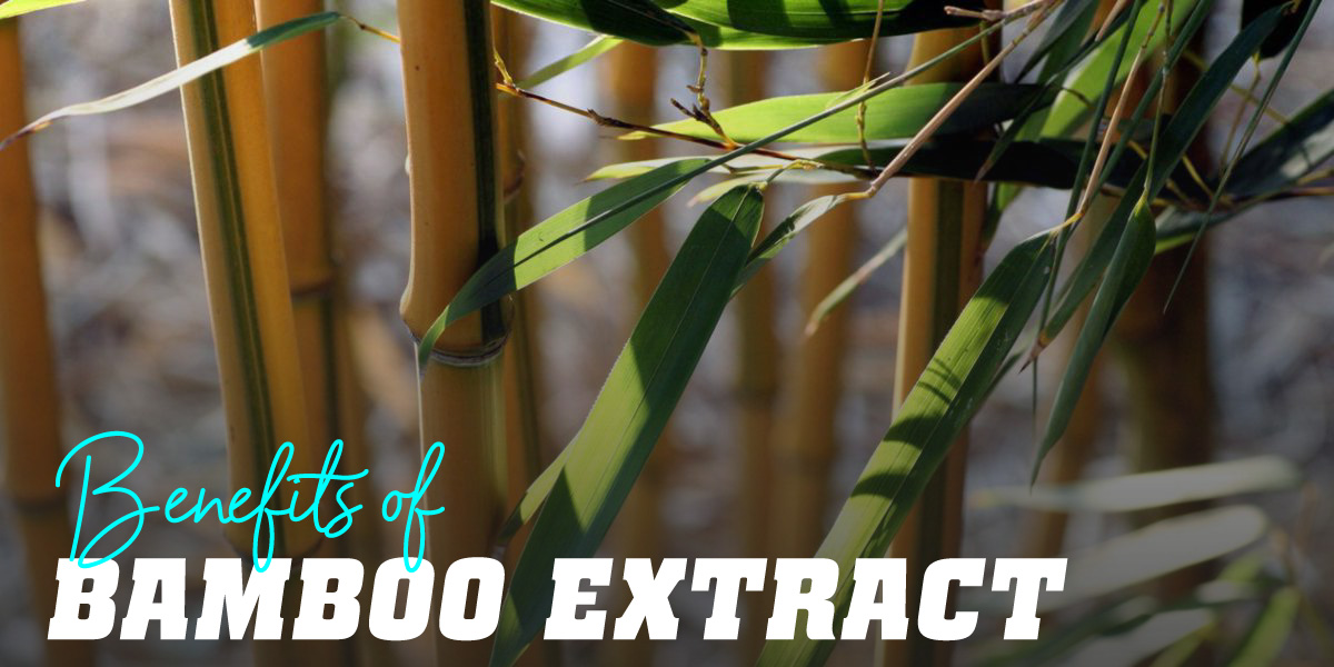 Bamboo Extract Benefits and Uses in Cosmetics HSN Blog