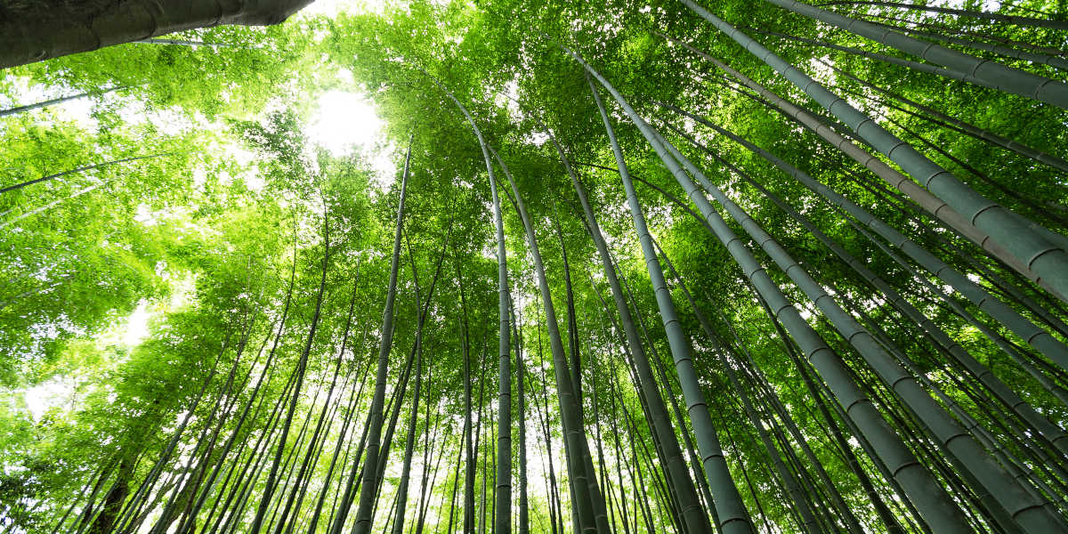 How tall can Bamboo grow How tall can Bamboo grow