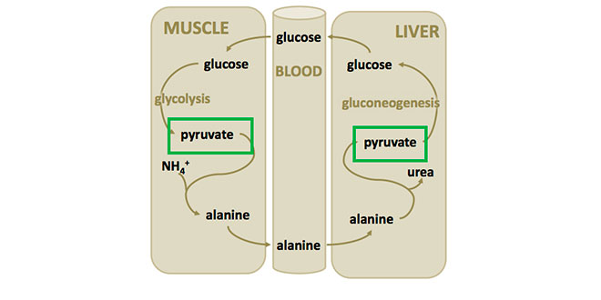 Pyruvate cycle Pyruvate cycle