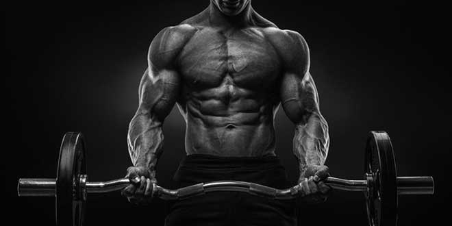 Muscle Hypertrophy Muscle Hypertrophy