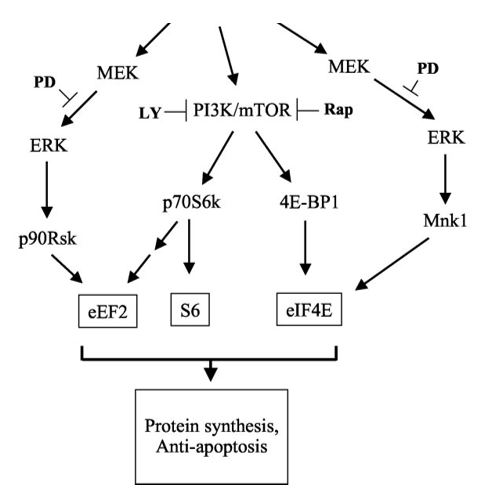 Protein synthesis