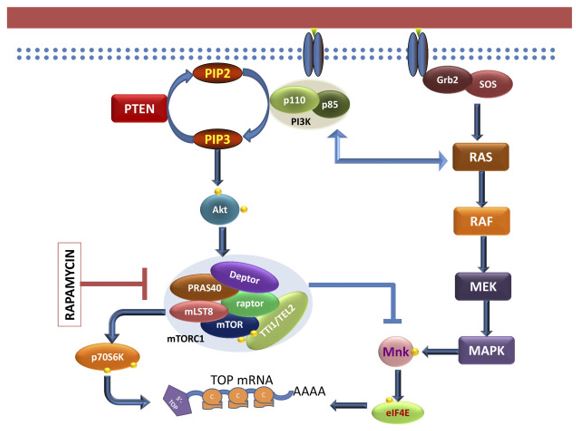 Protein translation regulation 