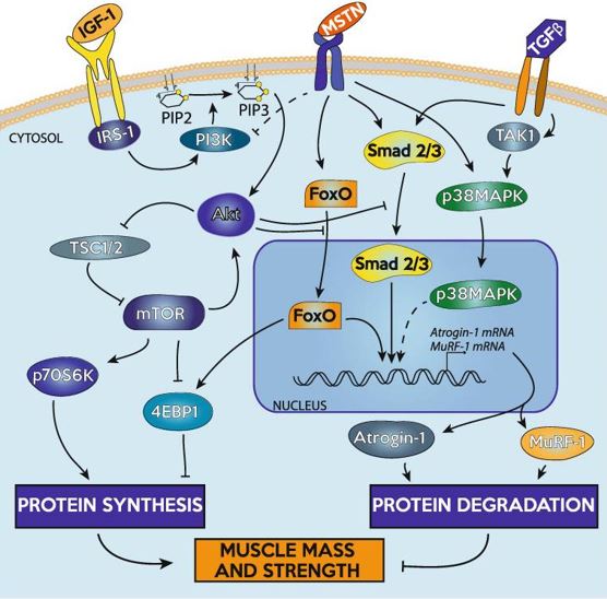 Protein turnover