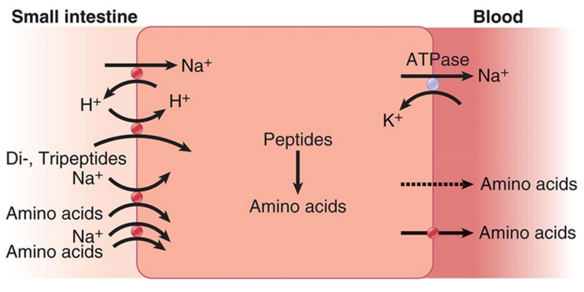 amino acid peptides