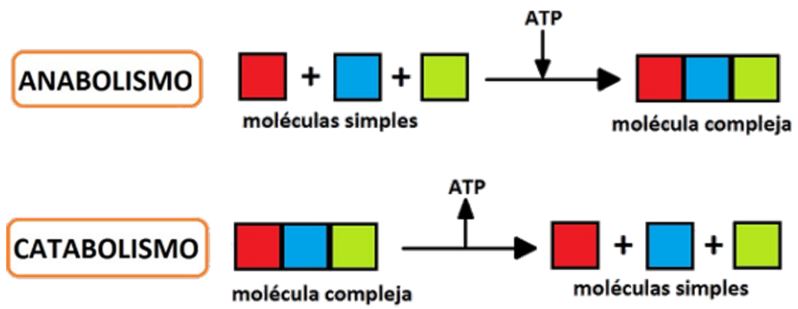 Anabolism and Catabolism