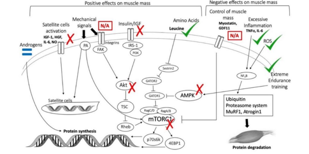 Biomolecular mechanisms Biomolecular mechanisms