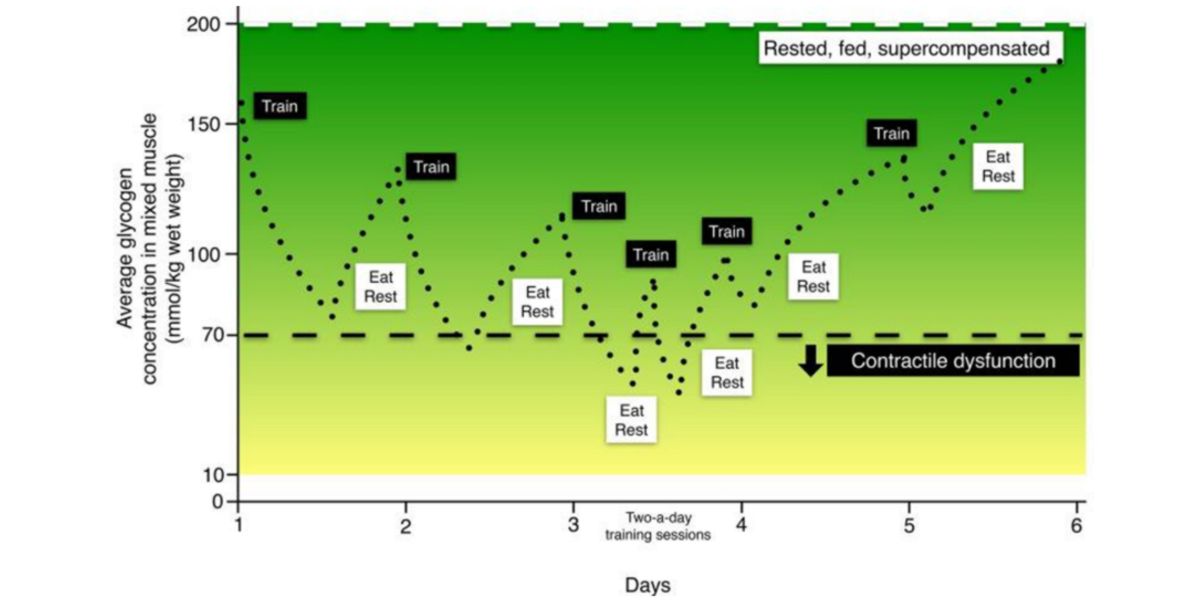 Glycogen concentrations Glycogen concentrations