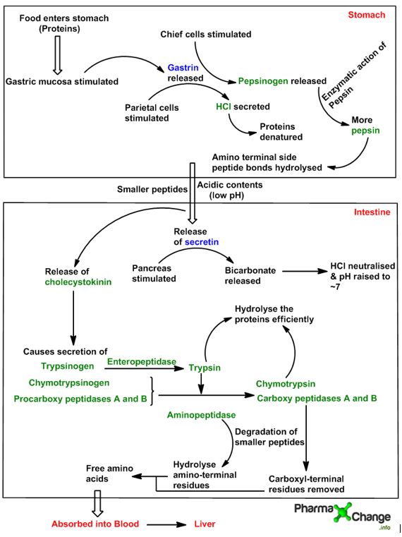 Process of protein degradation into amino acids