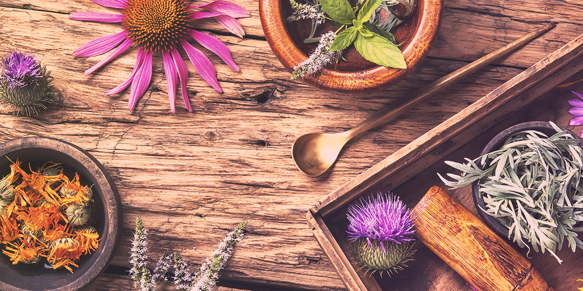 Echinacea
