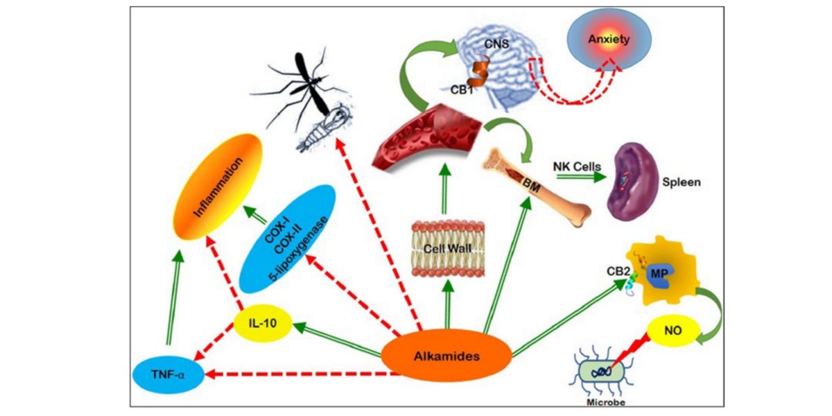 Effects of Echinacea
