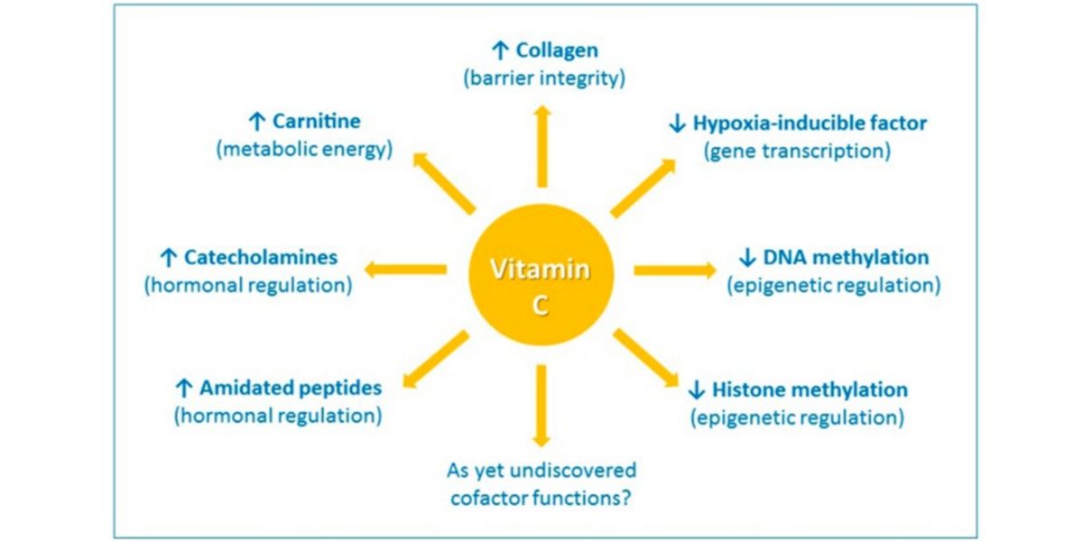 Effects of vitamin C