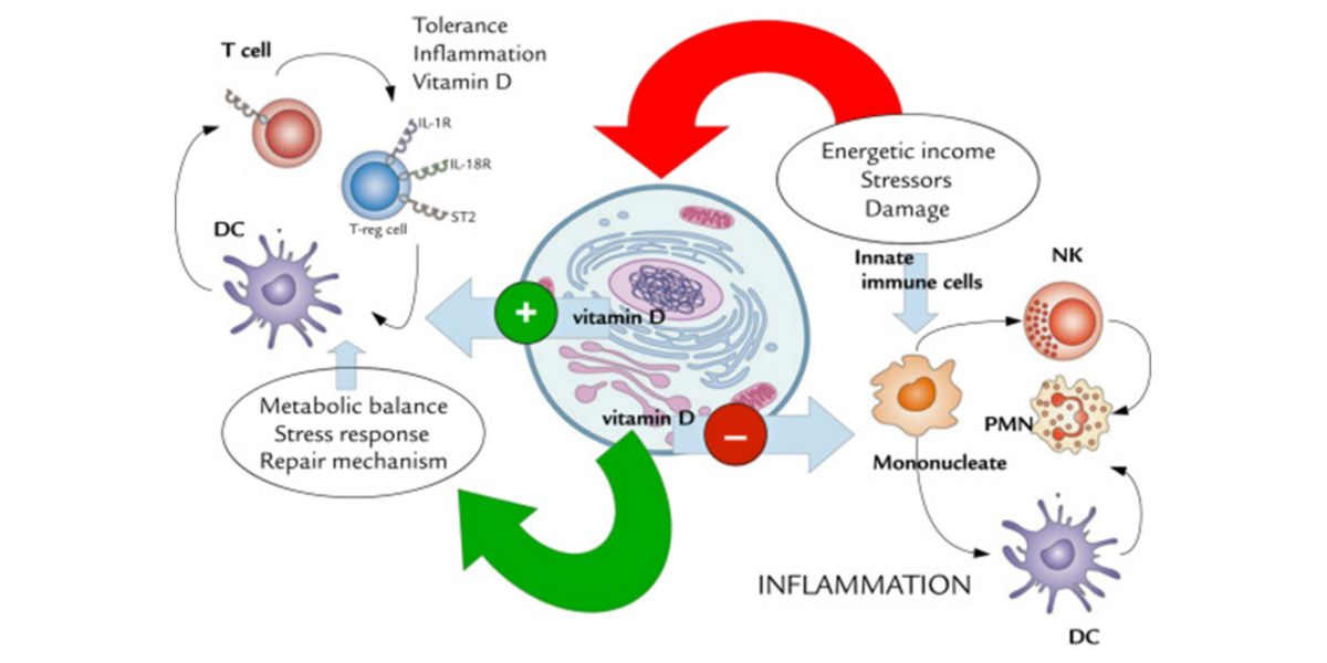 Effects of Vitamin C