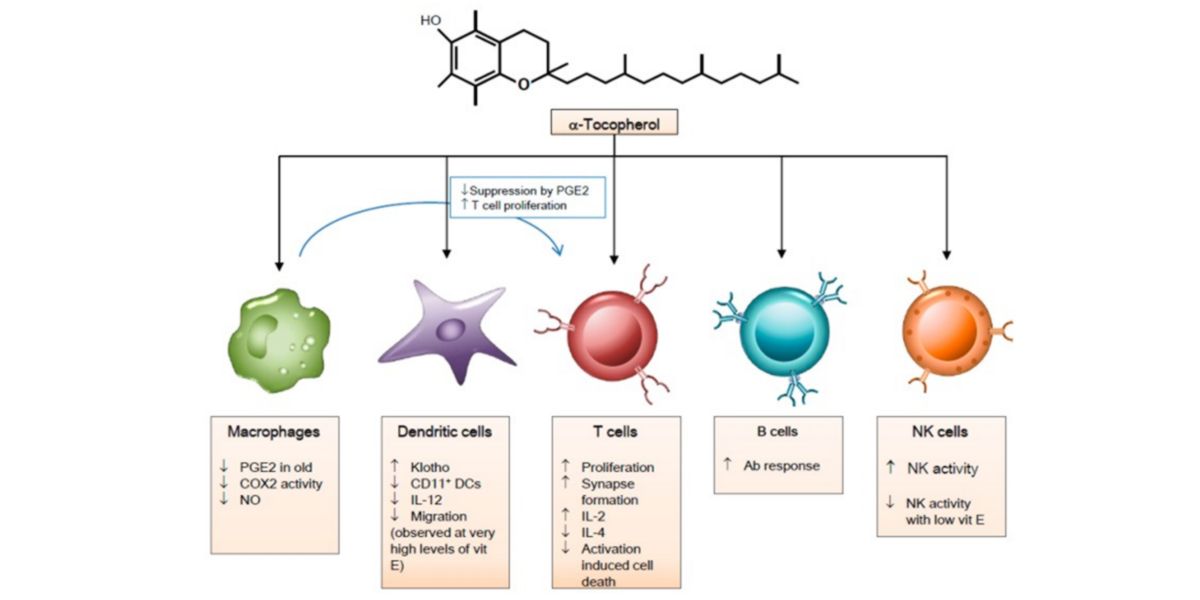Effects of vitamin E